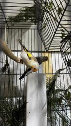 Majoor putter pop, Dieren en Toebehoren, Vogels | Overige Vogels, Vrouwelijk, Wildzangvogel, Geringd