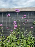 Verbena bonariensis ijzerhard groot, Ophalen, Zomer, Overige soorten, Volle zon