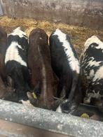 7 weide pinkjes !!, Dieren en Toebehoren, Meerdere dieren