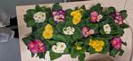 Beautiful Primrose Plants – Multiple Colours – Perfect for H, Ophalen of Verzenden, Nieuw