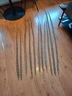 Koningsfazant veren prins Carnaval fazant taxidermie, Ophalen of Verzenden, Zo goed als nieuw, Versiering, Carnaval