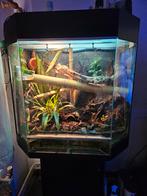 Terrarium, Dieren en Toebehoren, Ophalen, Zo goed als nieuw, Terrarium of Paludarium
