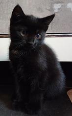 Nog 2 super lieve kittens, Dieren en Toebehoren, Katten en Kittens | Overige Katten, Meerdere dieren, Kortharig, 0 tot 2 jaar