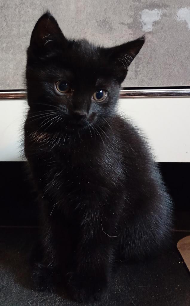 Nog 2 super lieve kittens, Dieren en Toebehoren, Katten en Kittens | Overige Katten, Kortharig, Meerdere dieren, 0 tot 2 jaar
