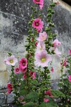 🌸 Bio stokrooszaad mix, Verzenden, Voorjaar, Volle zon, Zaad