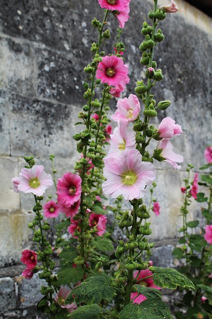 🌸 Bio stokrooszaad mix, Tuin en Terras, Bloembollen en Zaden, Zaad, Voorjaar, Volle zon, Verzenden