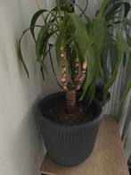 Yucca Kamerplant in Pot, Ophalen, Halfschaduw, In pot, Minder dan 100 cm