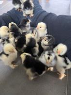 Brahma kuikens, Dieren en Toebehoren, Pluimvee, Geslacht onbekend, Kip