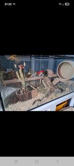 Hamsterhok, November, Vrouwelijk, Hamster