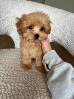 Premium maltipoo f1 pup teefje micro, Dieren en Toebehoren, Honden | Chihuahua's en Gezelschapshonden, Particulier, Rabiës (hondsdolheid)