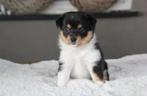 Pomsky pups te koop, Dieren en Toebehoren, Overige rassen, CDV (hondenziekte), 8 tot 15 weken, Meerdere