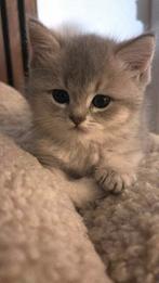 Laatse Britse Korthaar kater zoekt nog gouden mandje, Dieren en Toebehoren, Katten en Kittens | Raskatten | Korthaar, Meerdere dieren