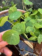 Oostindische kers plantjes. Onbespoten!, Volle zon, Groenteplanten, Eenjarig, Ophalen of Verzenden