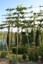 Leilindes (Tilliacordata 'Greenspire'), Ophalen, Bloeit niet, Leiboom, Halfschaduw