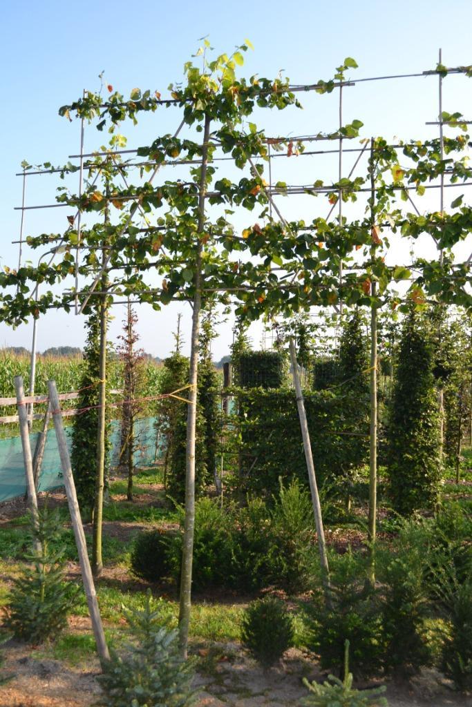 Leilindes (Tilliacordata 'Greenspire'), Tuin en Terras, Planten | Bomen, Leiboom, 100 tot 250 cm, Halfschaduw, Bloeit niet, Ophalen