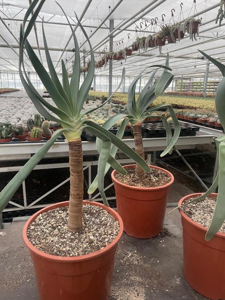 Aloe Plicatilis uit Zuid Afrika in de 24 cm pot 60-7ocm hoog, Huis en Inrichting, Kamerplanten, Vetplant, Minder dan 100 cm, Bloeiende kamerplant