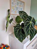 Grote anthurium clarinervium plant, Huis en Inrichting, Kamerplanten, Overige soorten, Halfschaduw, Ophalen