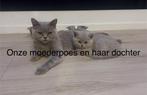4x Britse Korthaar kittens – Blauw & Lilac, Dieren en Toebehoren, Katten en Kittens | Raskatten | Korthaar, Meerdere dieren, Ontwormd