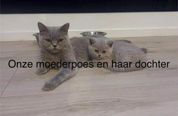 2x Britse Korthaar kittens – Blauw & Lilac beschikbaar voor biedingen