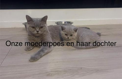 4x Britse Korthaar kittens – Blauw & Lilac, Dieren en Toebehoren, Katten en Kittens | Raskatten | Korthaar, Meerdere dieren, 0 tot 2 jaar