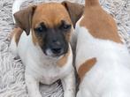 Te koop jack russel pup s reutjes, Dieren en Toebehoren, Honden | Jack Russells en Terriërs, Parvo, Jack Russell Terriër, Reu