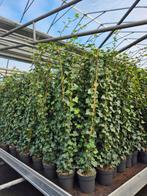 Topkwaliteit Hedera hibernica (klimop) in diverse maten., Ophalen, Overige soorten, Haag, 100 tot 250 cm