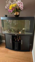 Juwel Vision 260L, Dieren en Toebehoren, Ophalen of Verzenden, Gebruikt, Gevuld zoetwateraquarium
