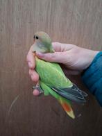 Jonge agapornis roseicollis pop, Dieren en Toebehoren, Vogels | Parkieten en Papegaaien, Vrouwelijk, Dwergpapegaai of Agapornis