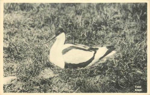 (377-129-031) Texel, Verzamelen, Ansichtkaarten | Nederland, Noord-Holland, Verzenden