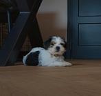Boomer pup, Dieren en Toebehoren, Honden | Niet-rashonden, Rabiës (hondsdolheid), Reu, 8 tot 15 weken, Eén hond