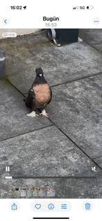 Takla miro, Dieren en Toebehoren, Vogels | Duiven