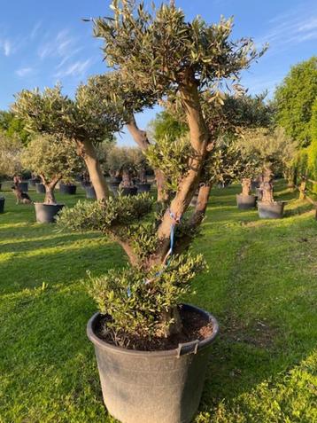 Sierlijke olijfboom/olea europae POMPON BL-11 beschikbaar voor biedingen