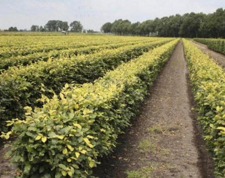 Verse hagen uit boomkwekerij - KOOPZONDAG, Dieren en Toebehoren, Stalling en Weidegang