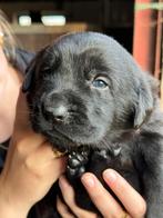 Bijzondere puppies Zilveren labrador x Maremanno (Geb. 8/9), 8 tot 15 weken, Labrador retriever, Meerdere, Meerdere dieren