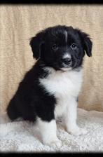 Nog 1 super lieve Friese Stabij x Border Collie pup!, Dieren en Toebehoren, 8 tot 15 weken, CDV (hondenziekte), Eén hond, Nederland