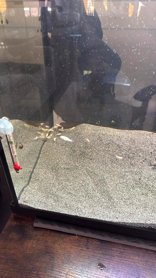 Molly baby’s te koop, Dieren en Toebehoren, Vissen | Aquariumvissen, Vis