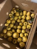 Te koop: mispels en kweeperen, Ophalen