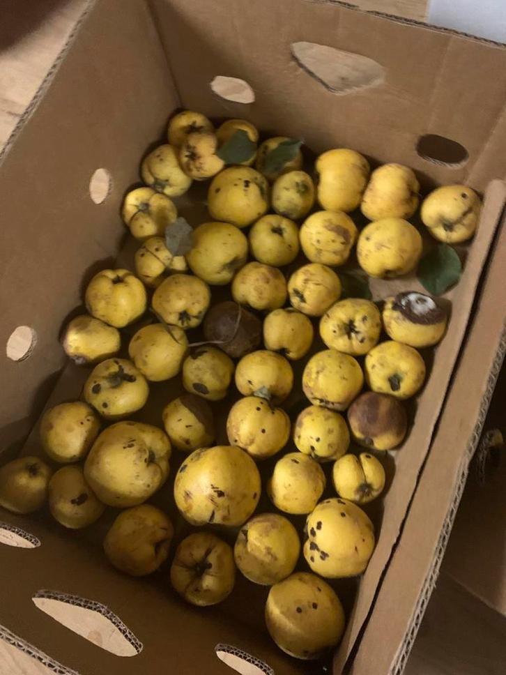 Te koop: mispels en kweeperen, Diversen, Levensmiddelen, Ophalen