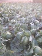 Zachte witte koolplanten, Volle zon, Groenteplanten, Eenjarig, Ophalen of Verzenden