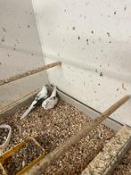 Koppel bonte diamant duifjes, Dieren en Toebehoren, Vogels | Overige Vogels, Meerdere dieren, Tropenvogel