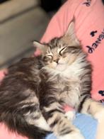 Maine Coon Poesje, Poes, Gechipt, 0 tot 2 jaar
