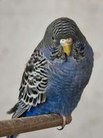 gezocht hagoromo blackface, Meerdere dieren, Parkiet, Geringd