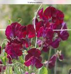 zaden van Latyrus odoratus cranberry, Ophalen of Verzenden, Voorjaar, Volle zon, Zaad