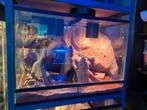Terrarium 82/60/46 inc micro gekko's, Dieren en Toebehoren, Reptielen en Amfibieën | Toebehoren, Ophalen, Zo goed als nieuw, Terrarium of Paludarium