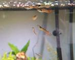 Endler guppen man, Dieren en Toebehoren, Vis, Zoetwatervis, Schoolvis