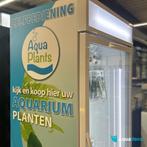 Aquariumplanten met minder alg en slakken, Dieren en Toebehoren, Nieuw, Plant(en), Steen of Hout, Ophalen