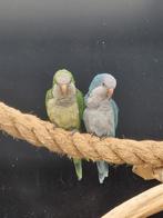 Bewezen broedkoppel muisparkiet blauw monniksparkiet, Dieren en Toebehoren, Vogels | Parkieten en Papegaaien, Meerdere dieren
