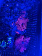 Rode oren koraal stekken, Overige typen, Zoutwatervis