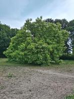 jonge Trompetbomen (Catalpa), Overige soorten, 100 tot 250 cm, Zomer, Ophalen