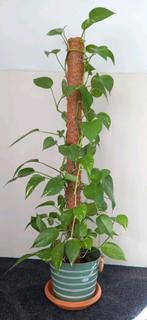 Epipremnum Aureum met kokosstok, Huis en Inrichting, Kamerplanten, Ophalen, Overige soorten, Halfschaduw, 100 tot 150 cm